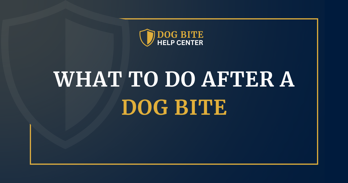 What to Do After a Dog Bite (Step-by-Step)